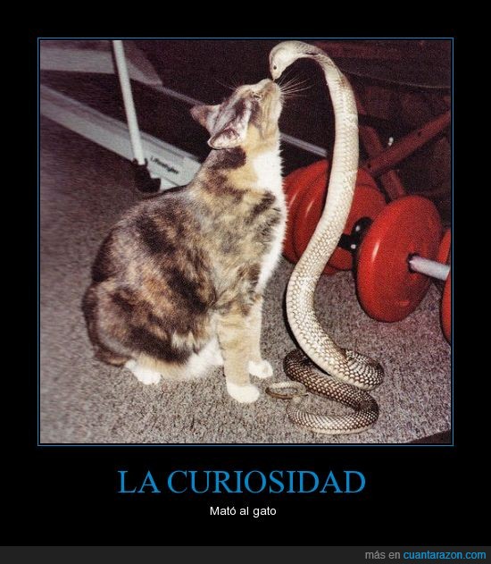 curiosidad,gato,muerte,serpiente
