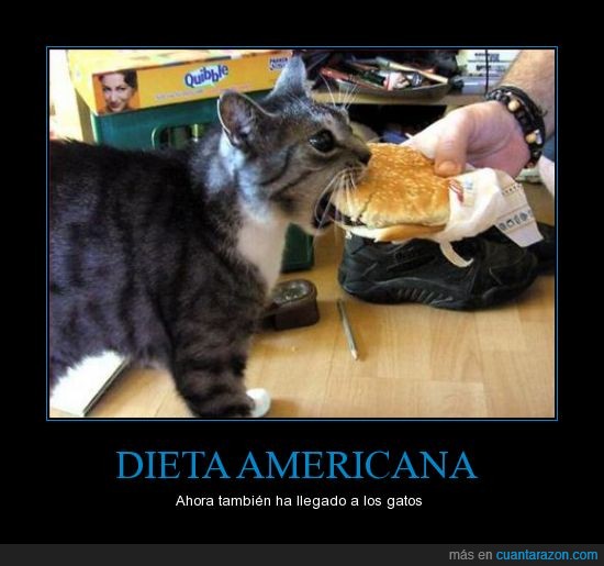 dieta americana,gato,hamburgesa