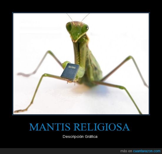 biblia,mantis religiosa,religion