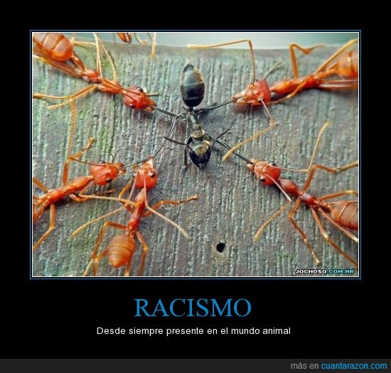 hormigas,insectos,mundo,racismo
