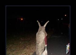 Enlace a DISFRAZ DE BABOSA