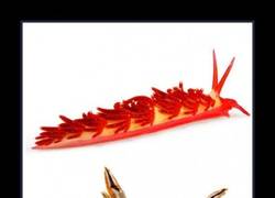 Enlace a BABOSAS DE MAR