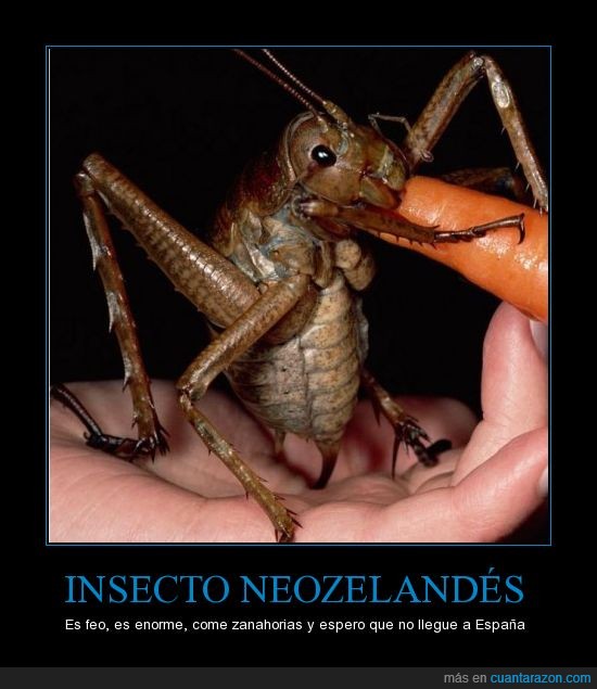 insecto,Nueva Zelanda,zanahoria