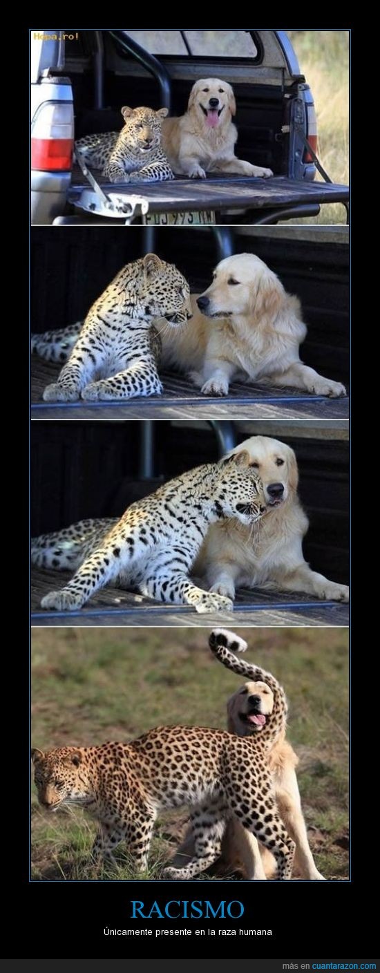 amistad,animales,guepardo,leopardo,perro