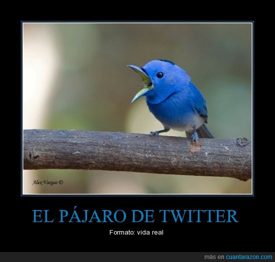 pájaro,twitter