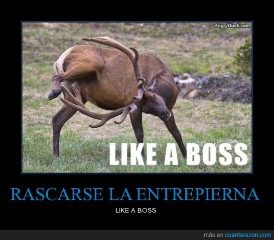 like a boss,rascar,ciervo