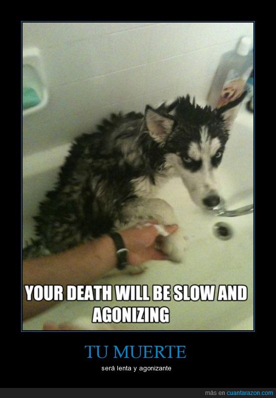 perro,baño,muerte,venganza