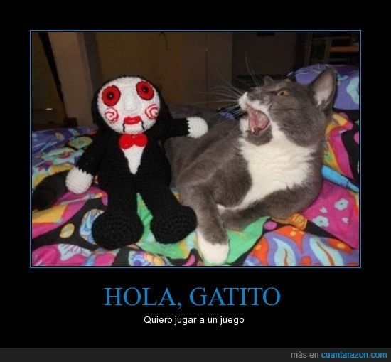 hola gatito 