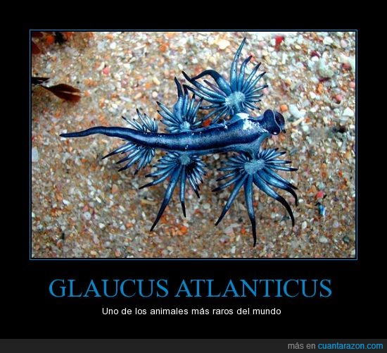 raro,medusa,animal,Glaucus Atlanticus