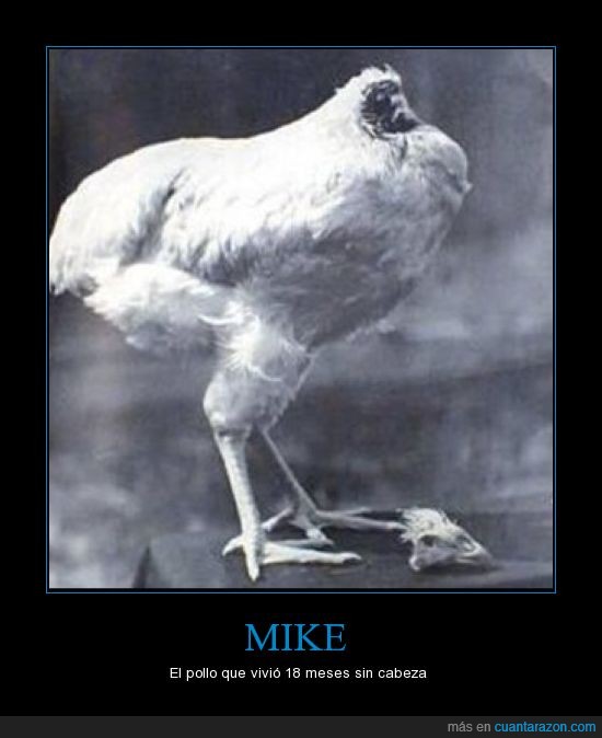 mike,pollo,cabeza,decapitar,vivir,sobrevivir,WTF