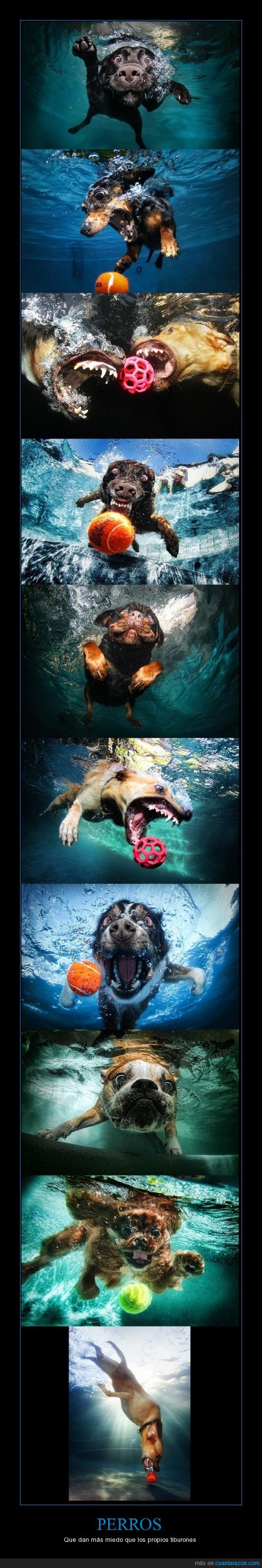 perros,agua,pelota,piscina,nadar