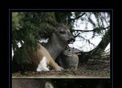 Enlace a TAMBOR Y BAMBI
