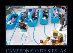 Enlace a CAMPEONATO DE SIESTAS