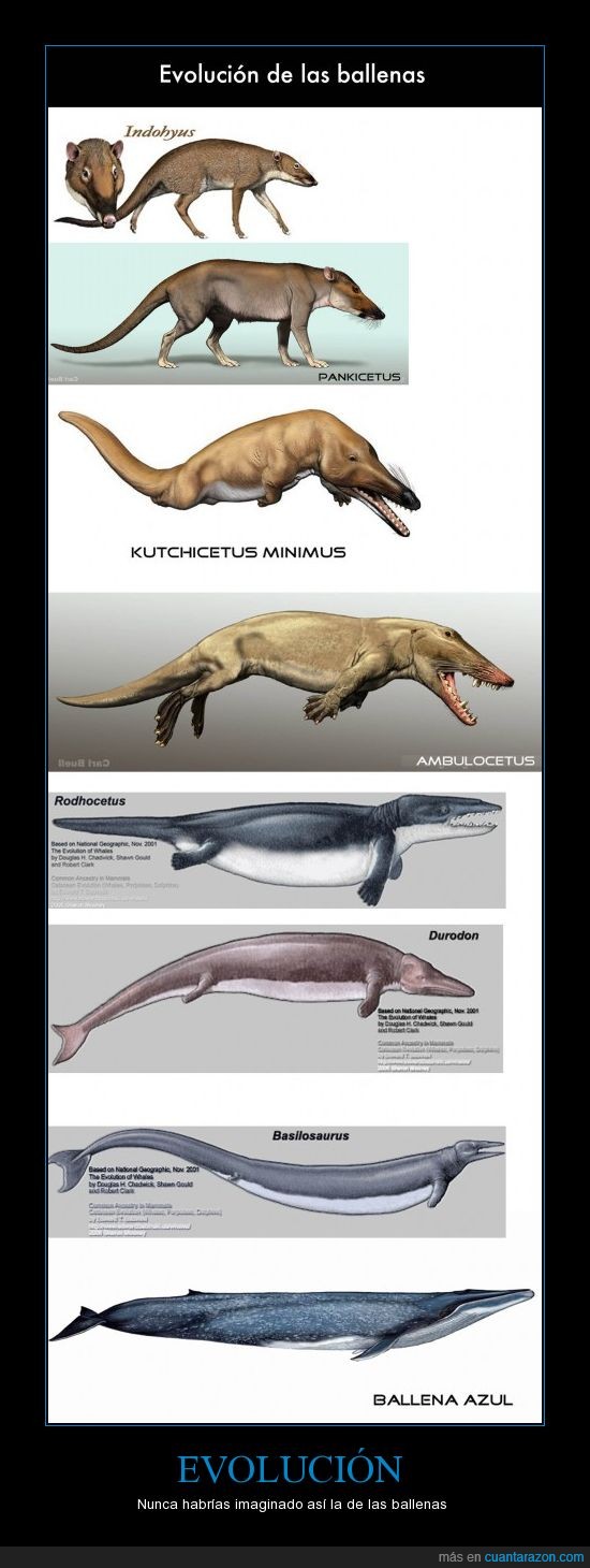 Ambulocetus,Ballenas,Basilosaurus,evolución,Indohyus