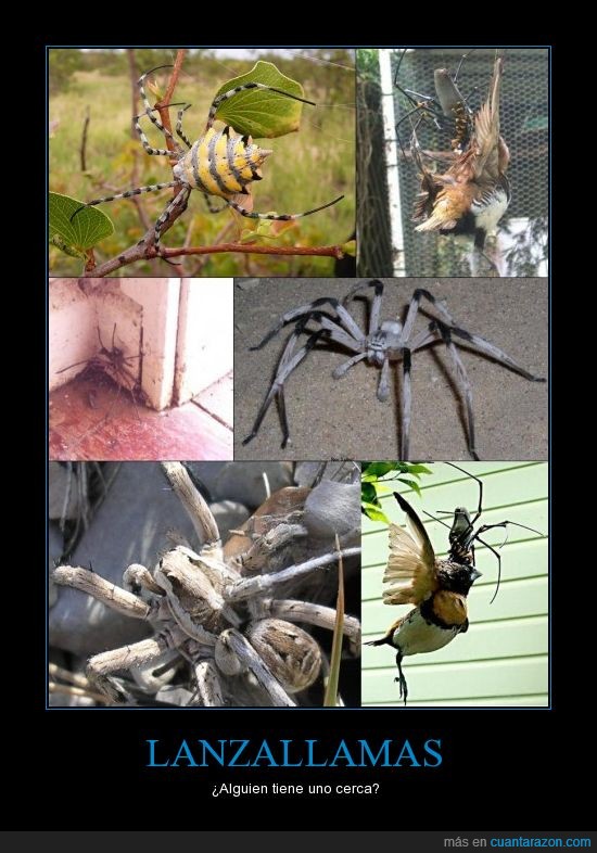 araña,tarantula,araña come pájaros,diossssss,raisins,gigantesca