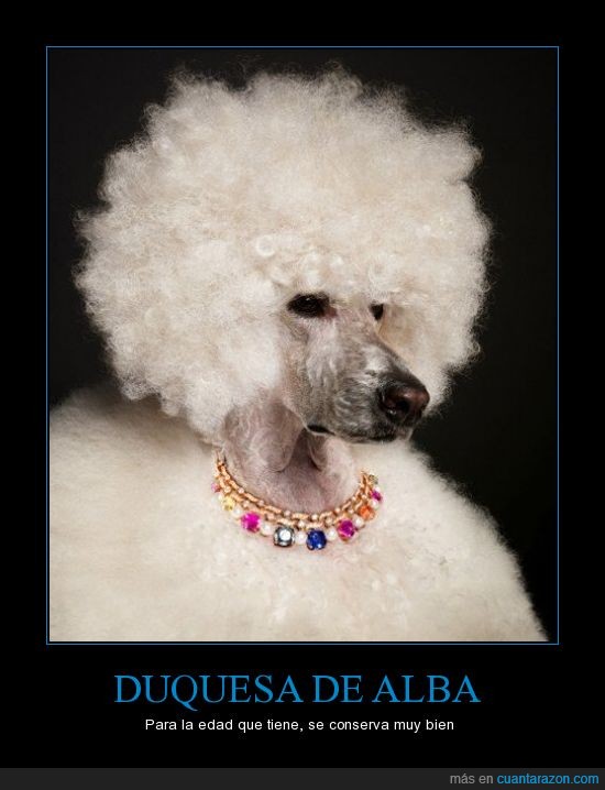 perro,duquesa,afro,alba,blanco,perra,collar