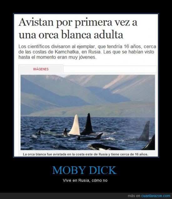 moby dick,existe,rusia,blanca,orca
