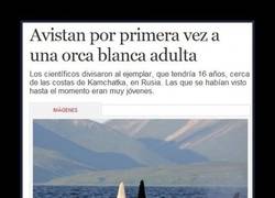 Enlace a MOBY DICK