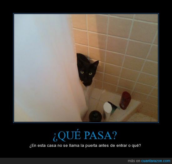 gato,baño,tocar,llamar,picar,ducha,negro