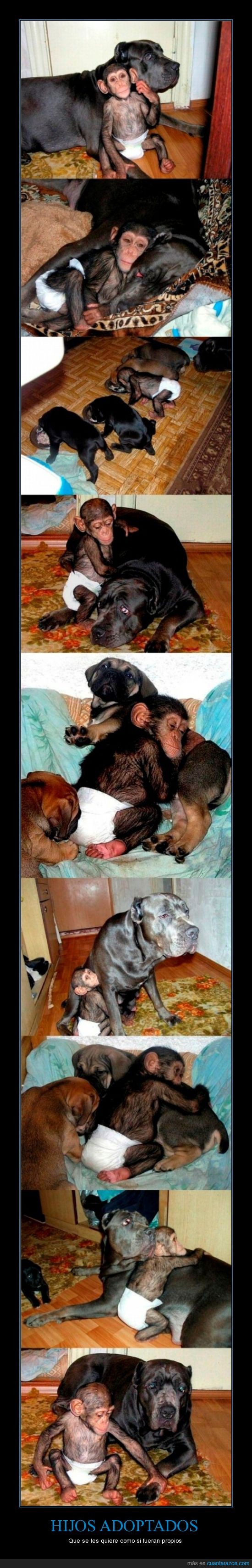 Mastín,chimpacé,huérfano,adopción,perro,mono,animal,amor