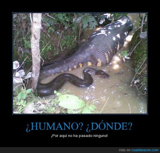 animal,humano,anaconda,hambre