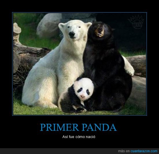 los pandas son en realidad marsupiales,negro,osa,oso,panda,polar