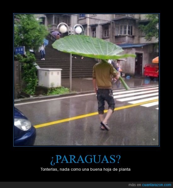 paraguas,lluvia,hoja,planta,marquesa,grande,tapa,listo