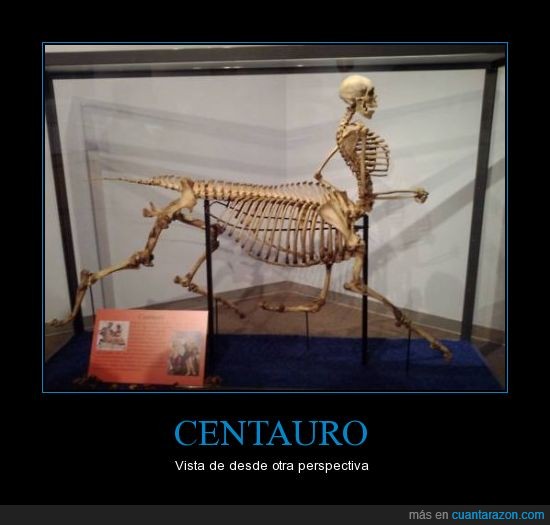caballo,centauro,esqueleto,hombre,hueso,museo