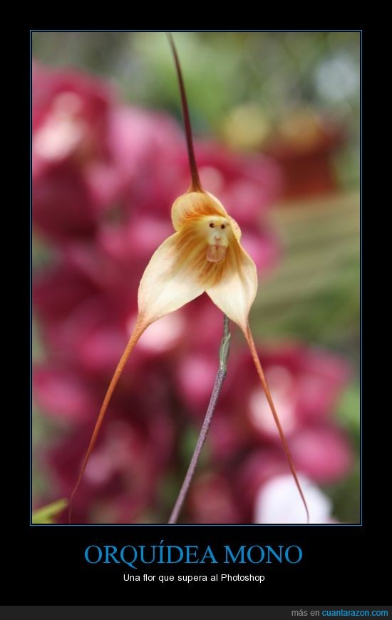flor,no lo es,Orquídea mono,parece un montaje,PERO WTF