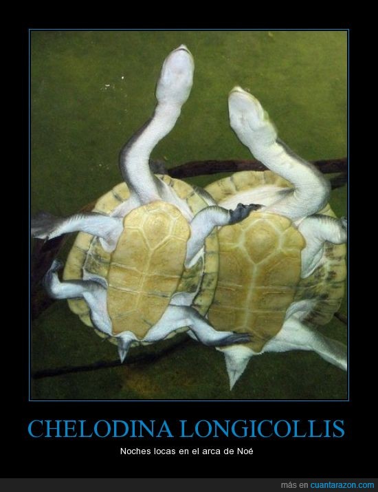 Chelodina longicollis,tortuga de cuello de serpiente,reptiliario