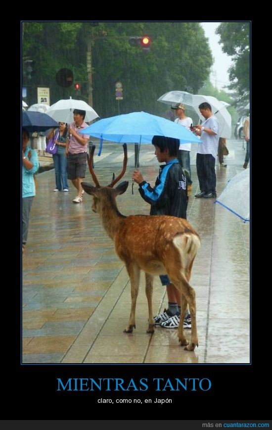 mientras,japon,ciervo,llueve,paraguas,niño,es mi mascota