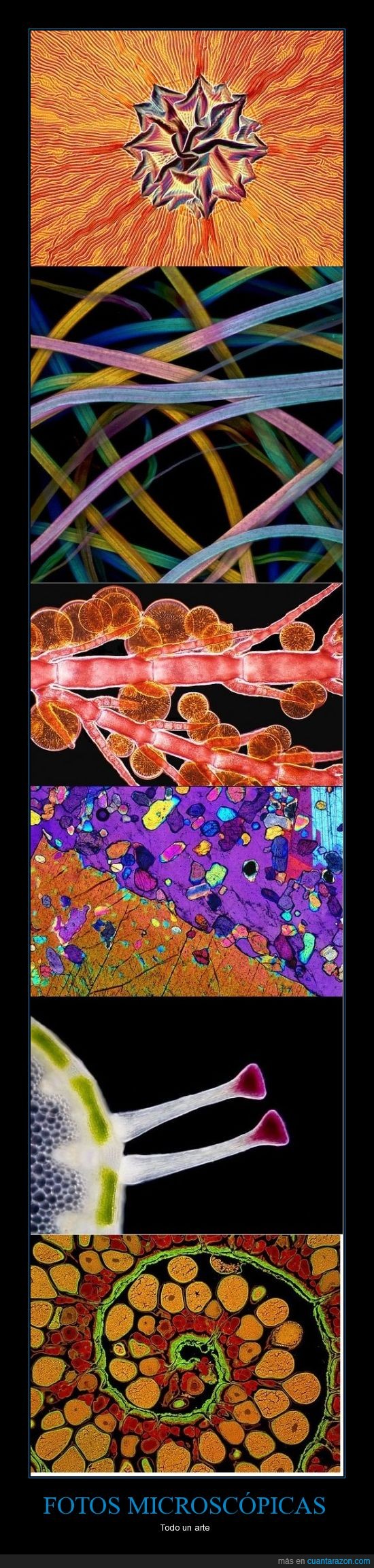 microscopio,células,cerca,color,caleidoscopio