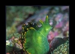 Enlace a ELYSIA CHLOROTICA