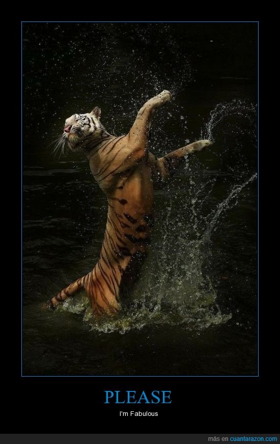 animales,fabulous,I'm,please,please i'm fabulous,tigre,tigresa
