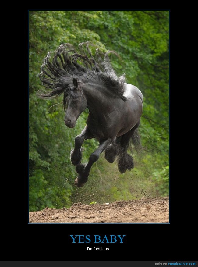 caballo,mejor que la carbonero,negro,pelazo,pelo pantene,salta