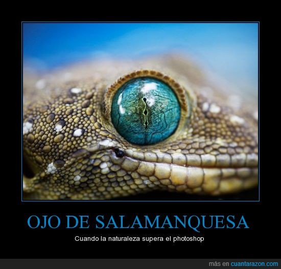 cocodrilo,ojo,gecko,photoshop,salamanquesa
