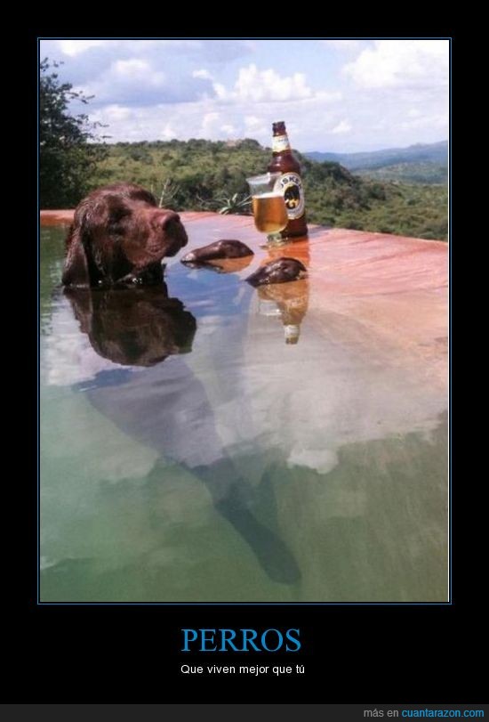 Perros,vividor,piscina,birra,verano
