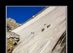 Enlace a Cabra Alpina Ibex