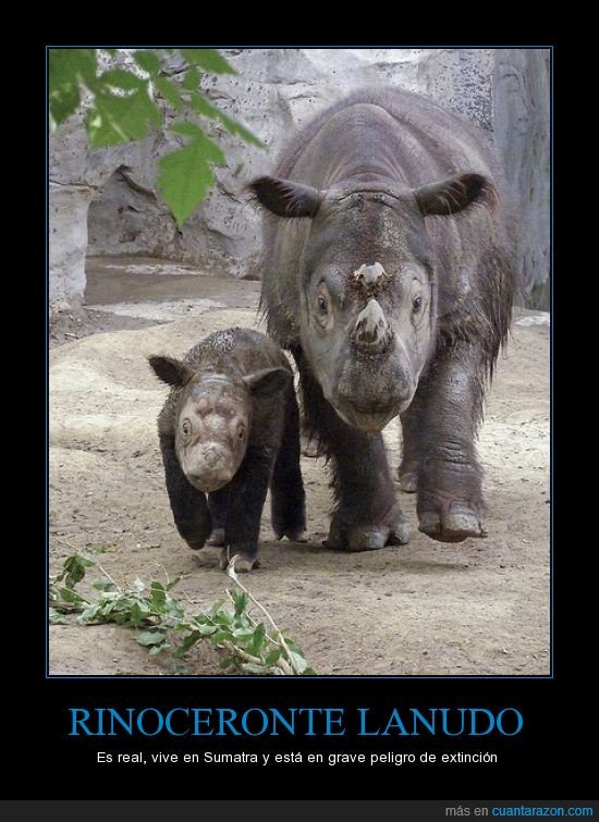 extinción,los thornberry,mi primer cartel,rinoceronte