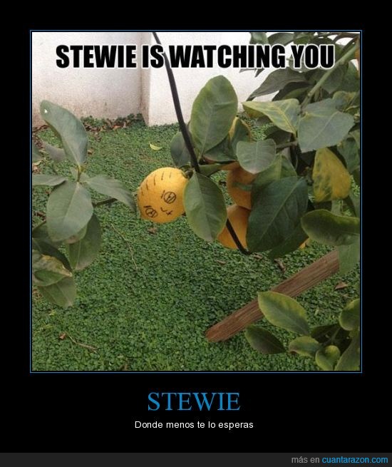 stewie,limón,árbol,vigilar