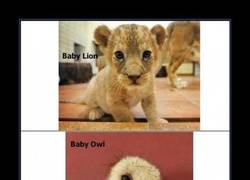 Enlace a NO TODOS LOS BEBÉS