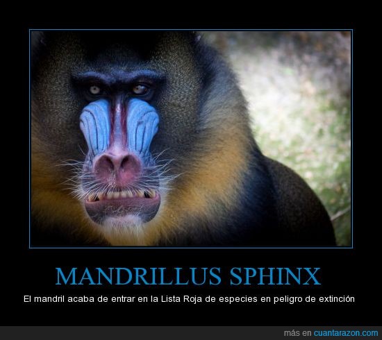 Mandril,mandrillus,sphinx,Lista,roja,especies,extinción