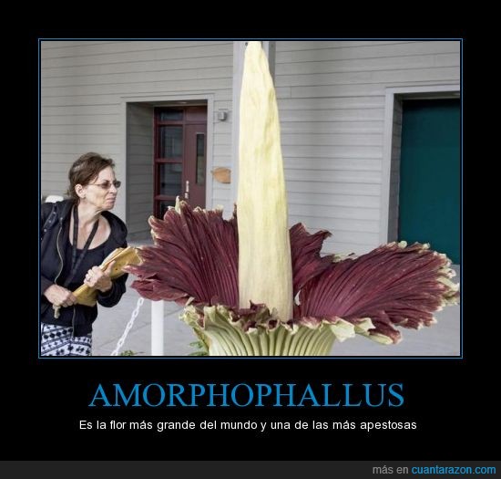 amorphophallus,apestosa,flor,grande