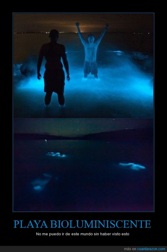 bioluminiscencia,luz azul,playa,agua,brilla