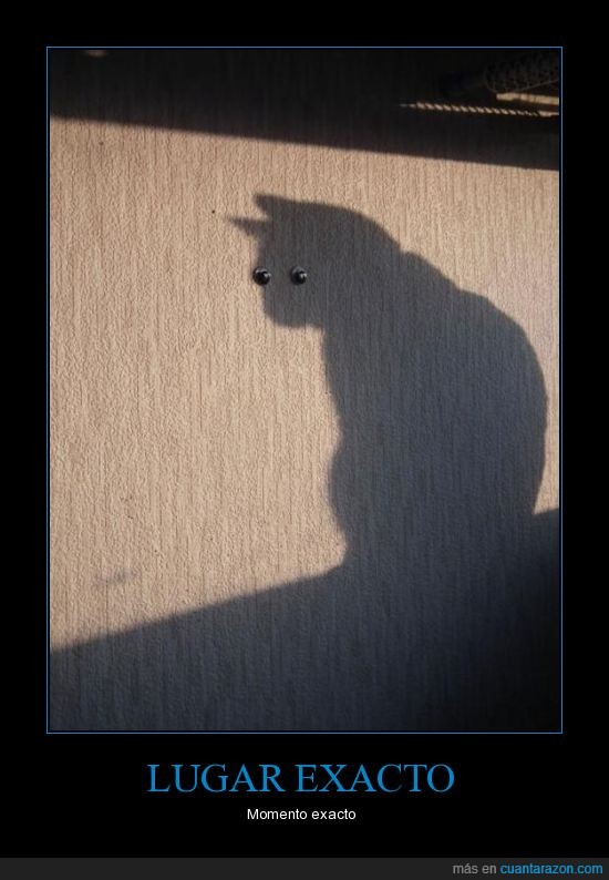 gato,foto,sombra,ojo,pega