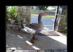 Enlace a ESTABAN DE REBAJAS