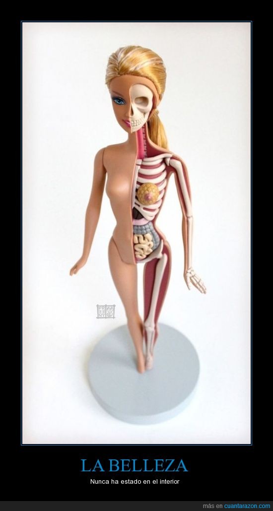 organos,huesos,anatómica,barbie