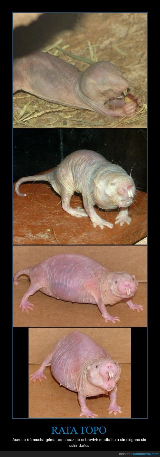 bicho extraño,roedor,rata más fea del mundo,ratas,serie v
