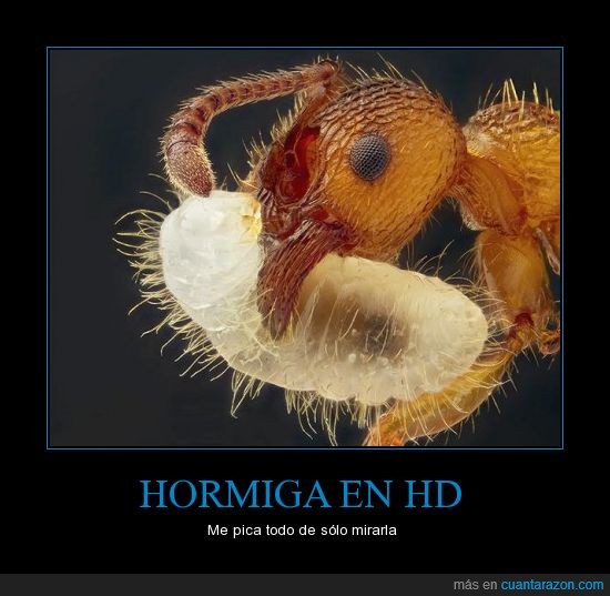 hormiga,hd,larva,microspocio,grande