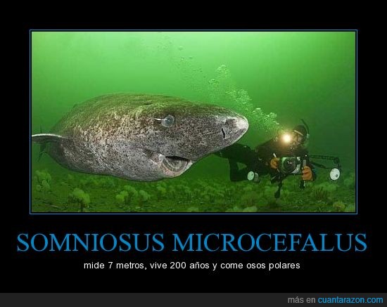 tiburón,que huevos tiene el fotografo,Somniosus microcephalus,es de piedra?